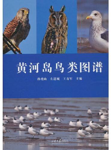 黄河岛鸟类图谱