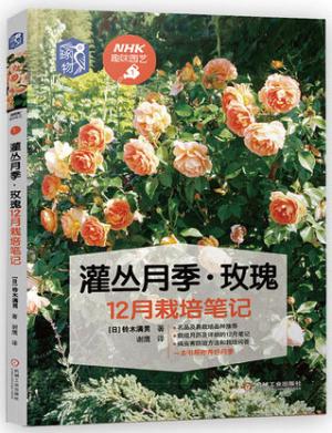 灌丛月季·玫瑰12月栽培笔记